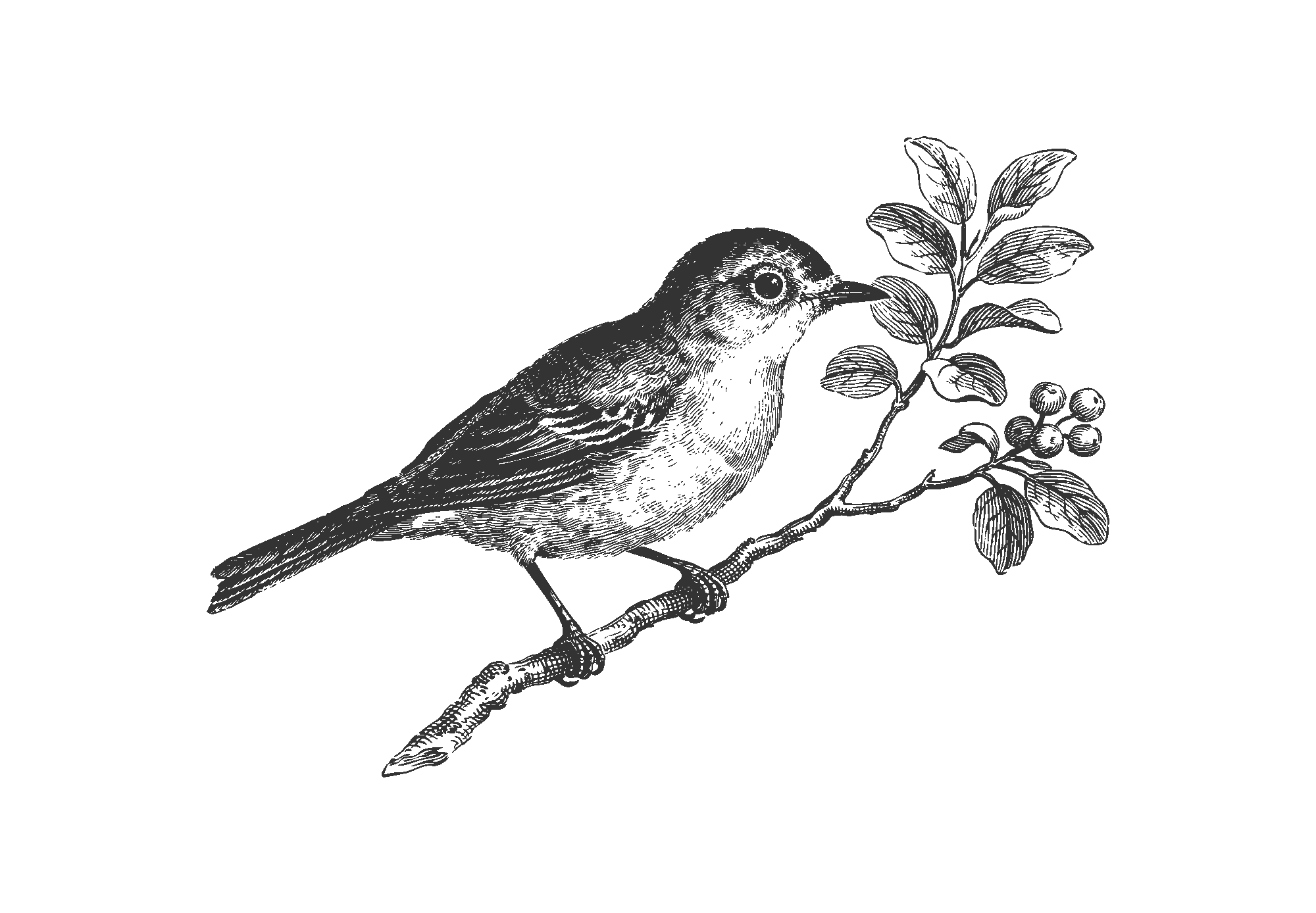 Illustration einer Alpenbraunelle