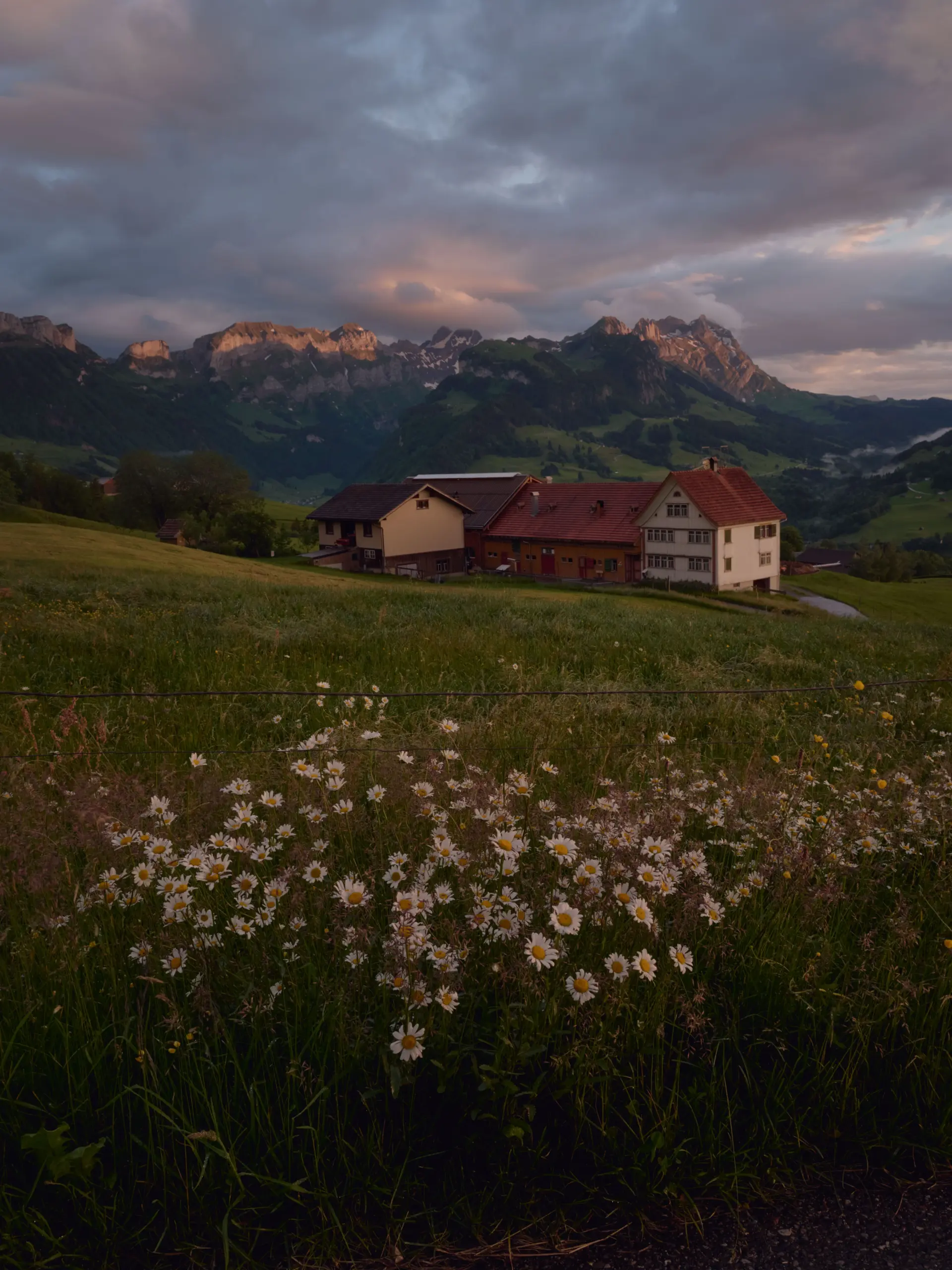 Appenzellerhaus bei Steinegg, bei Sonnenuntergang mit vielen Wolken. Gänseblümchen sind im Vordergrund.