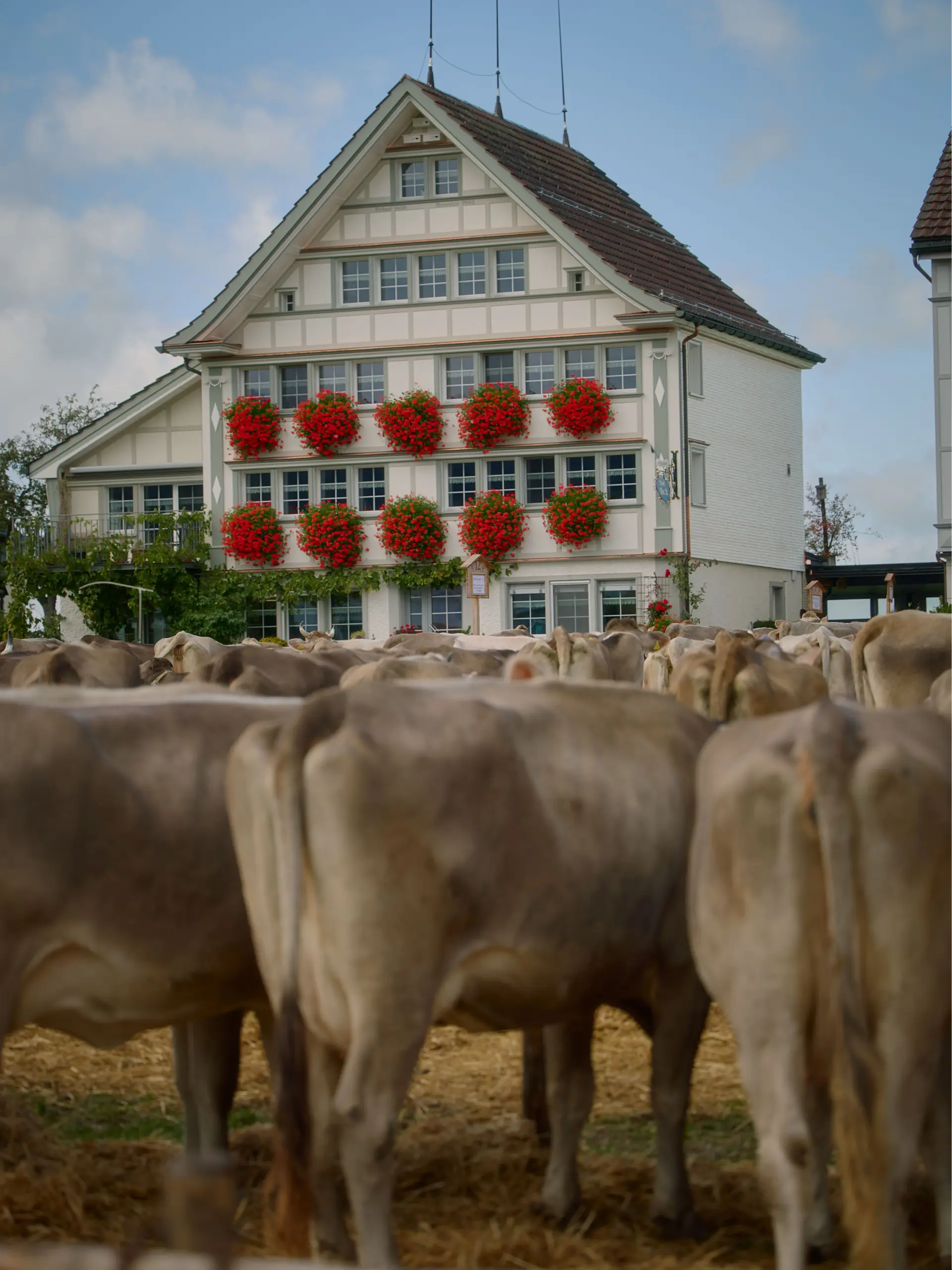 Viehschau in Stein, ein Appenzeller Haus mit vielen roten Blumen, und Kühe die davor stehen.