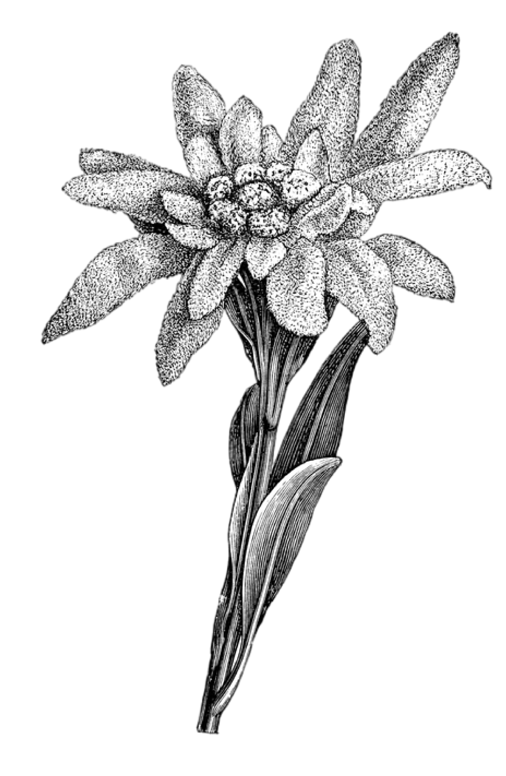 Edelweiss