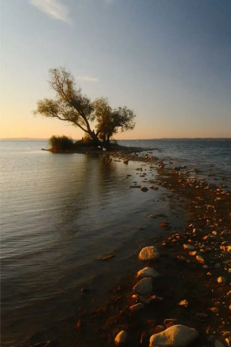 Tree on the lakeshore at sunset, Lake Constance