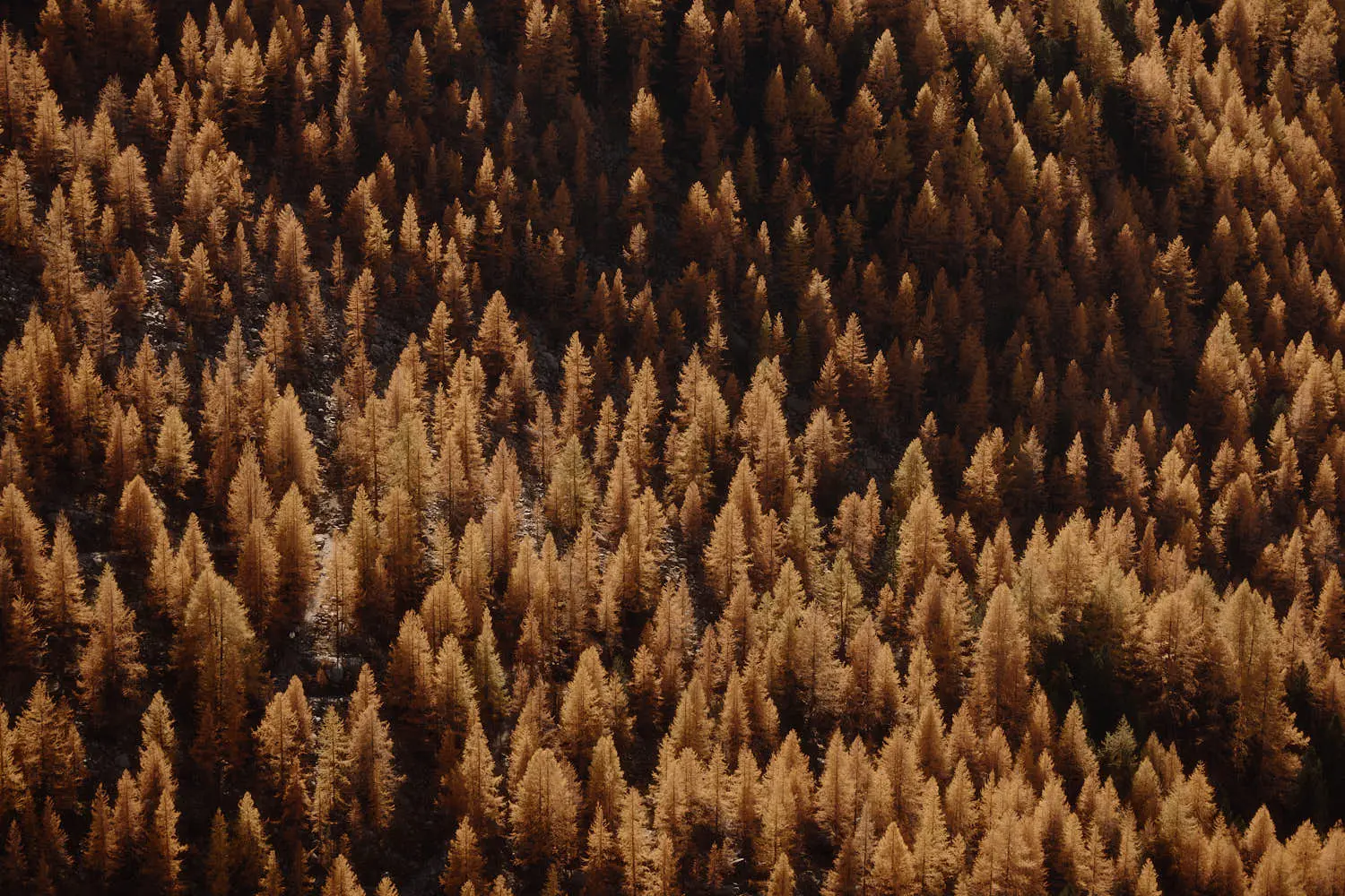 Best Swiss Wedding Venues – Our Complete Switzerland Guide 27 wedding venue switzerland 3